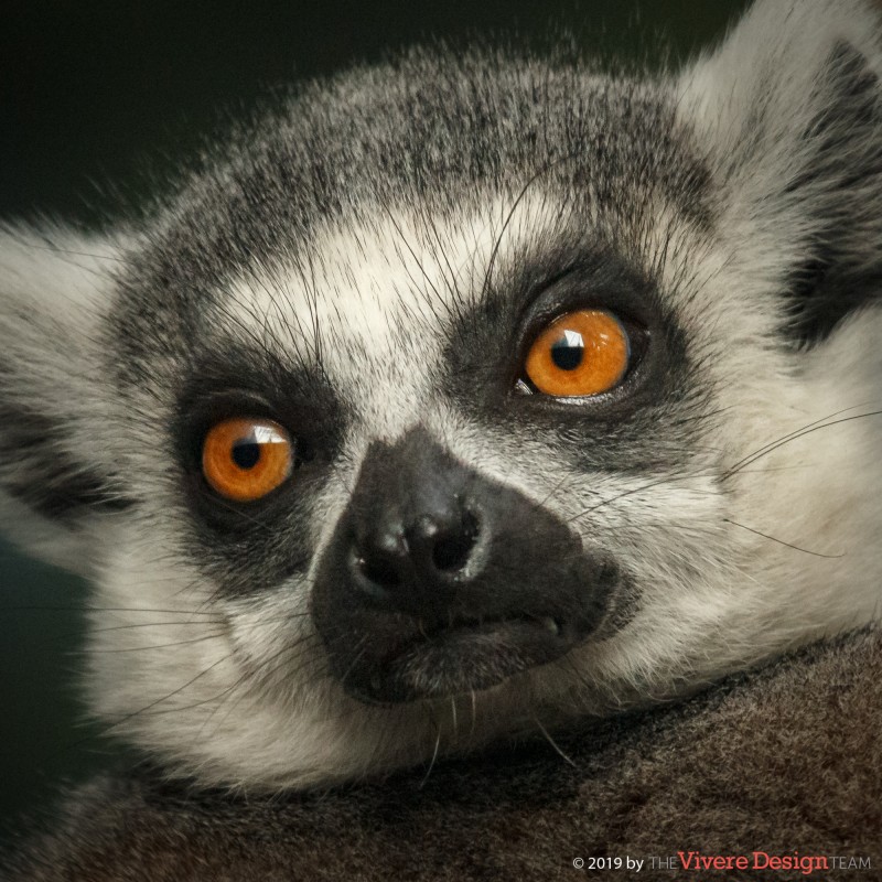 Ringtailed Lemur